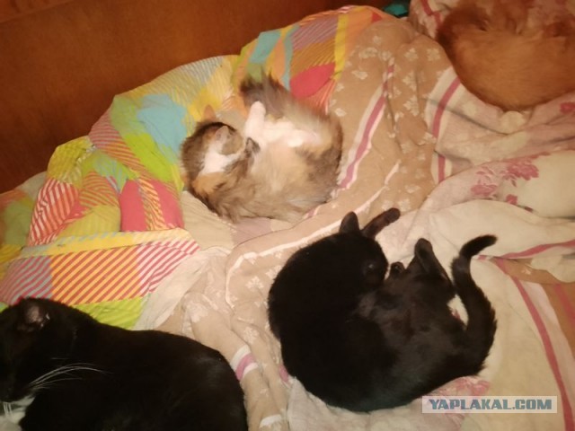 Жизнь домашнего приюта для котеек 574