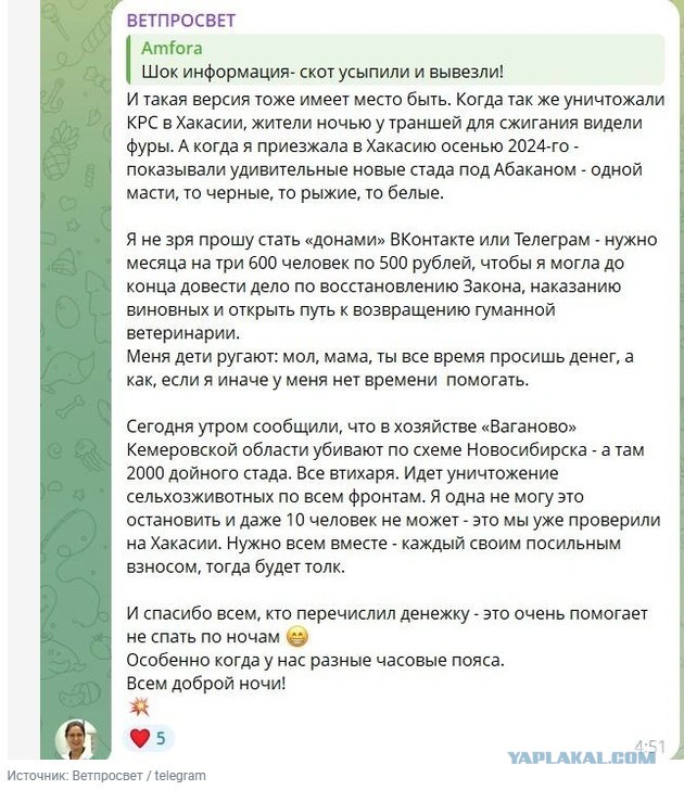 Власти прокомментировали информацию о массовом забое скота на ферме «СДС» в Кузбассе: что говорят ветеринары