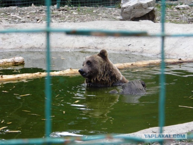 В Карпатах