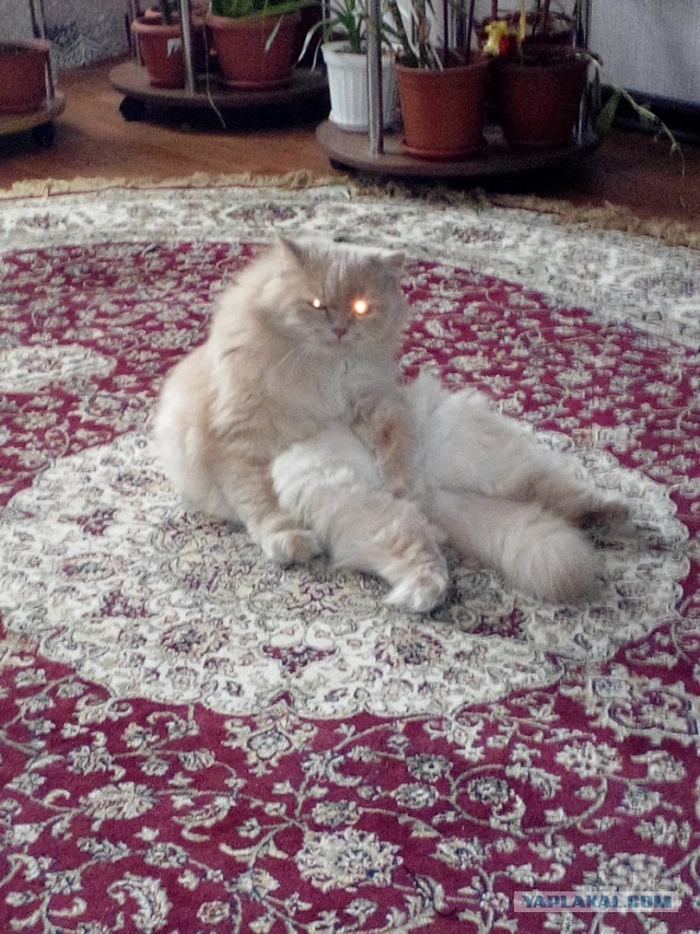 Котопульта