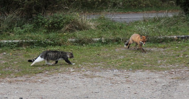 Кот Василий и его друг