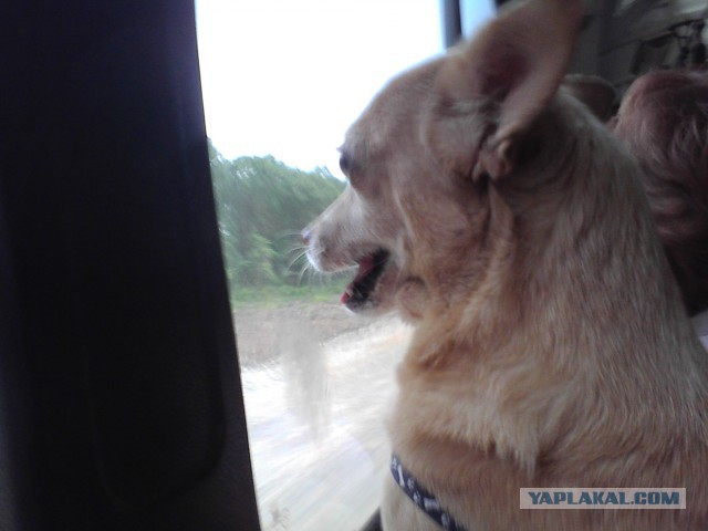 Что такое собака в доме