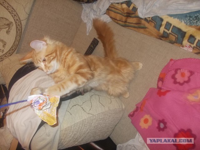 Котовторник   31.12.  2013