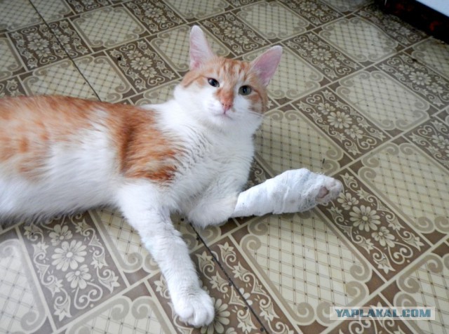 Ищу хозяев для кота (в Уфе)