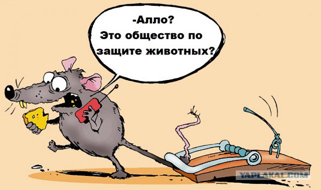 В ловушку попался "маленький" вредитель