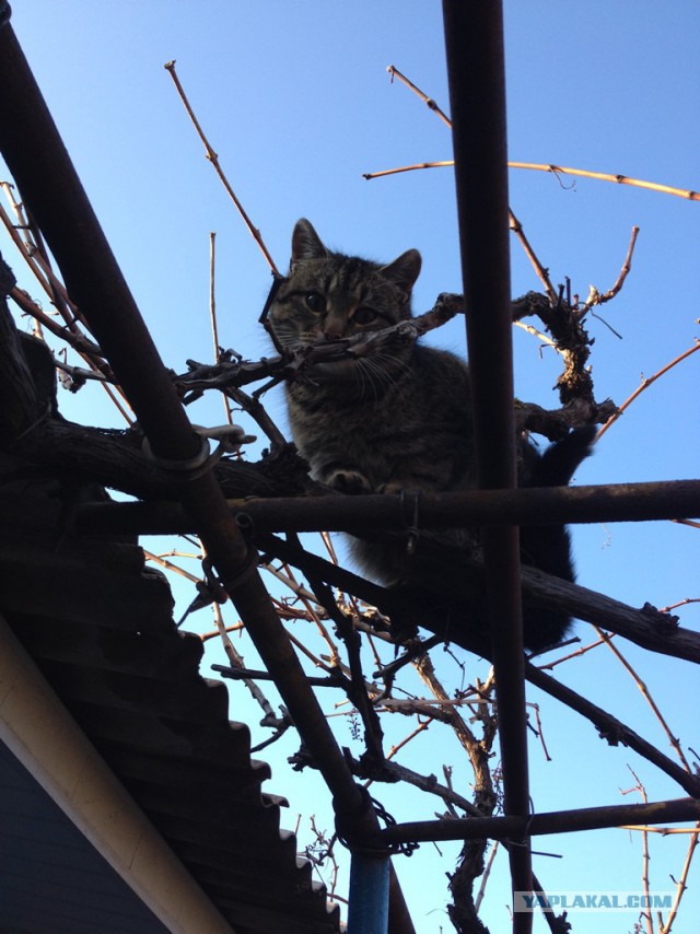 Котовторник 01.04.2014