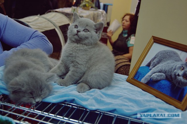 Котовторник 6.05.2014
