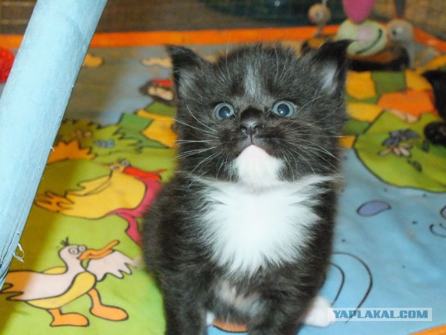 Котовторник  08.07.2014