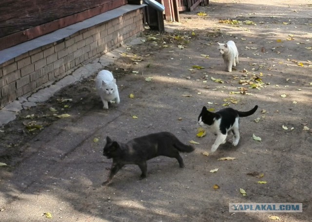 Котовторник 30.09.2014