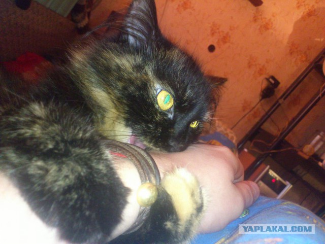 Котовторник 28.10.2014