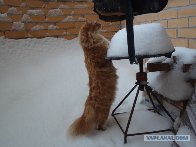 Котовторник 30.12.2014