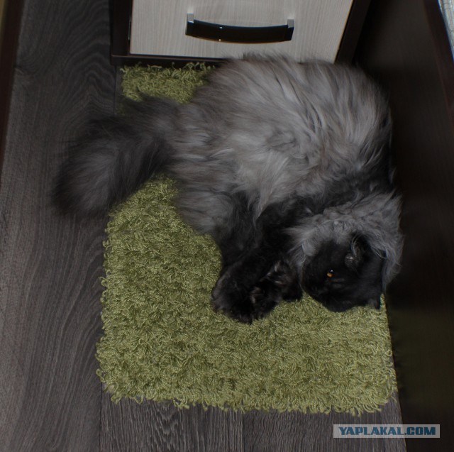Котовторник