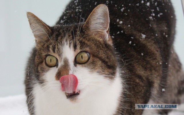Котовторник 12.03.13
