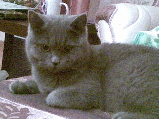 Котовторник 12.05.2015