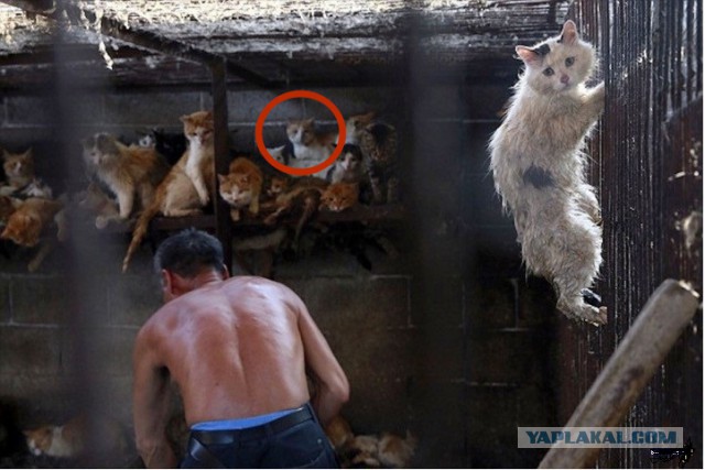 Спасение котейки