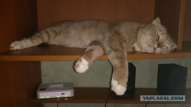 Котовторник 15.12.2015