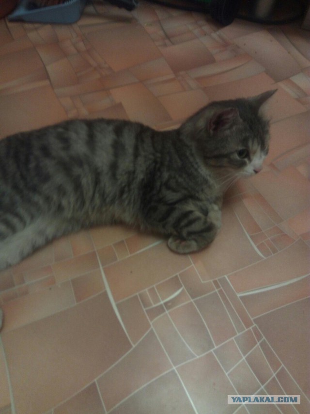 Котовторник  01.03.2016