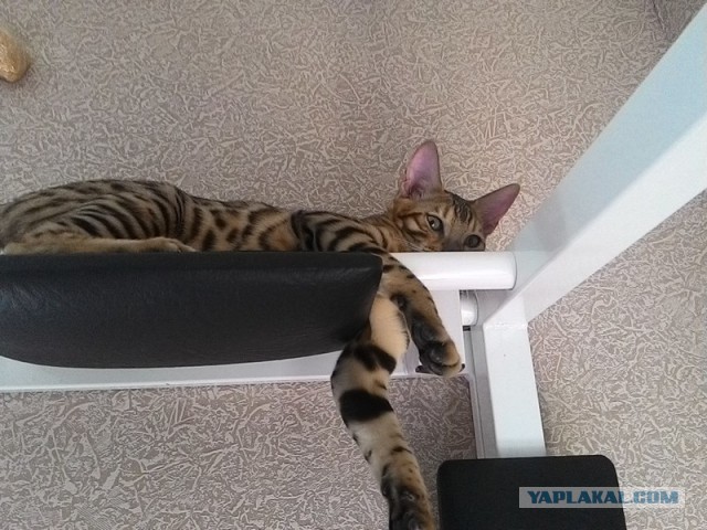 Котовторник 29.03.2016