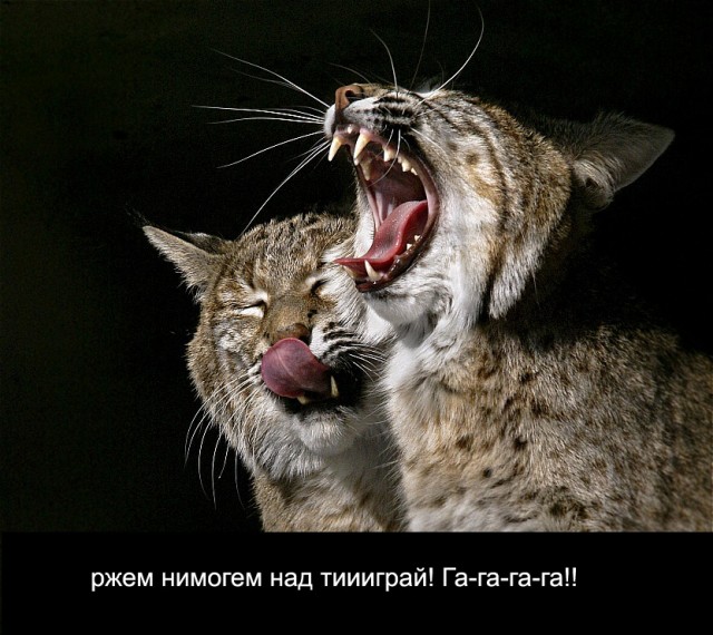 Котовторник!