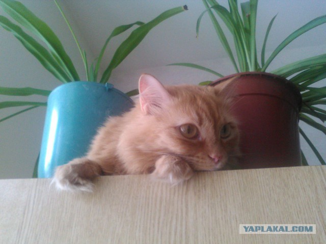 Котовторник 09.08.2016
