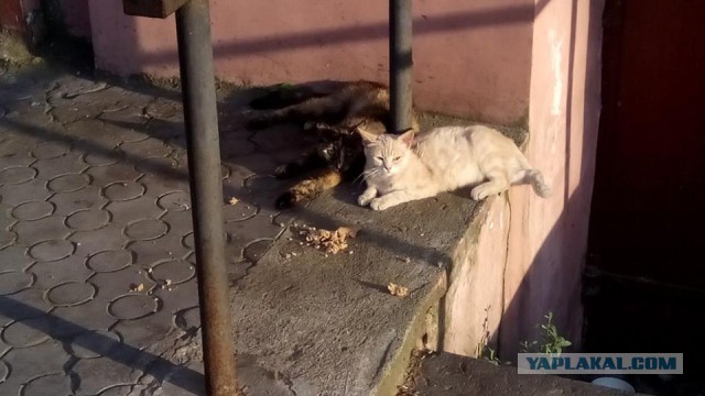 Котовторник 09.08.2016