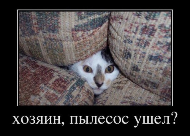 Кот и ужастик