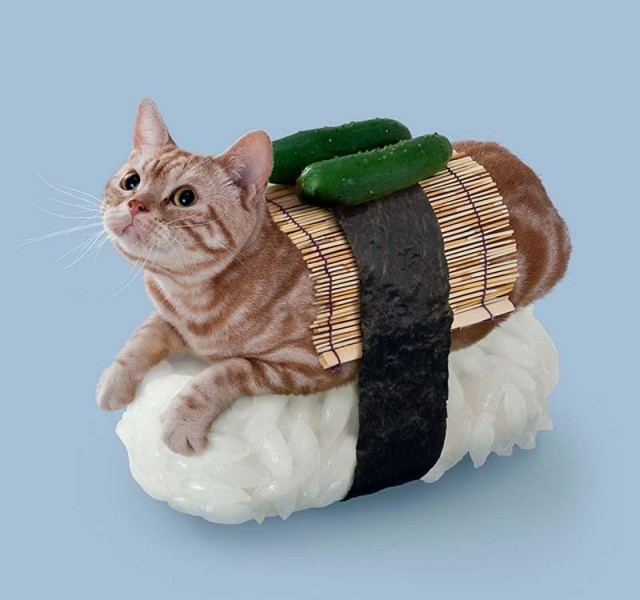 Коты из сети