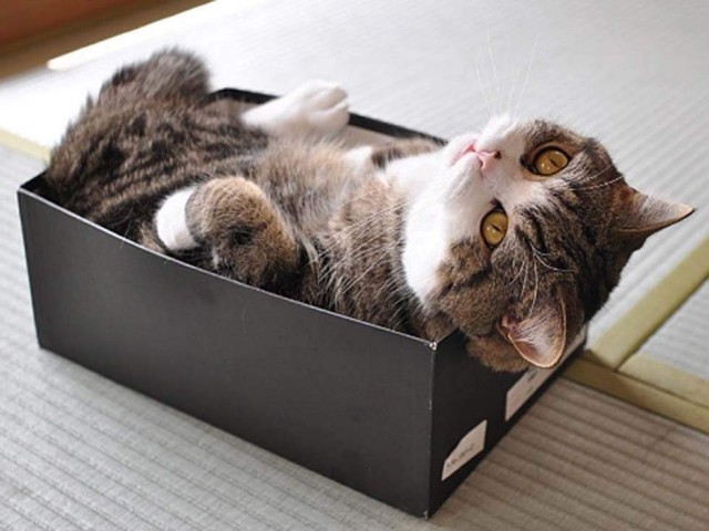 Коты из сети