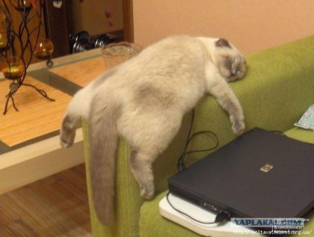 Если кот спит, значит, кот сыт