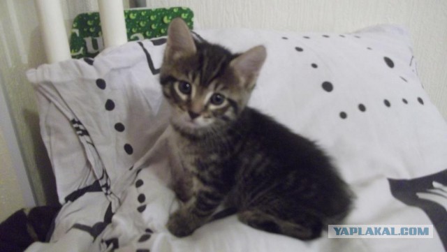 Что делать с котом