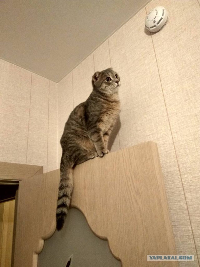 Покажи свою киску?