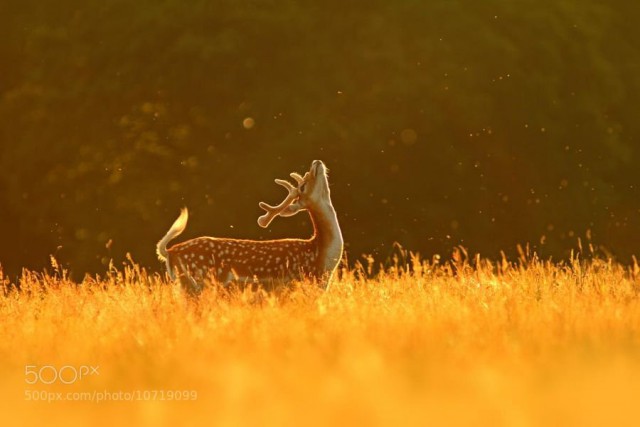 Самые смешные животные