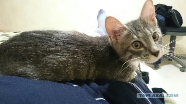 Котовторник 28.02.2017