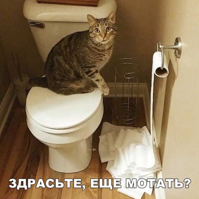 Коты и Кошки