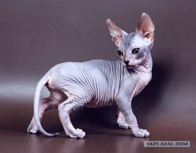 Тот самый, "Ёшкин кот"