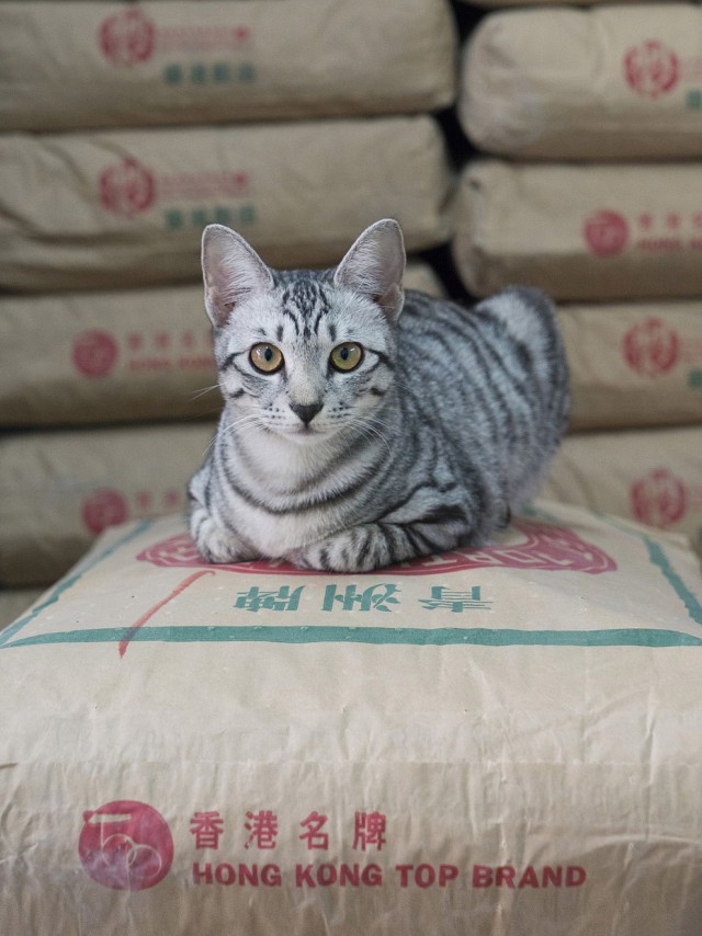 Коты и Кошки