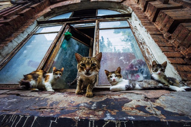 Коты и Кошки