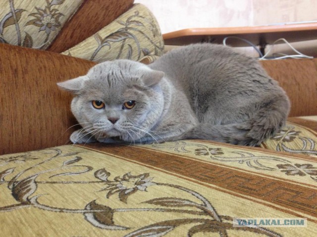 Котовторник 23/05/2017