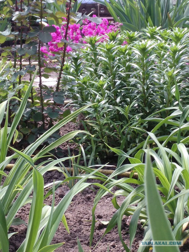 Котовторник 30.05.2017