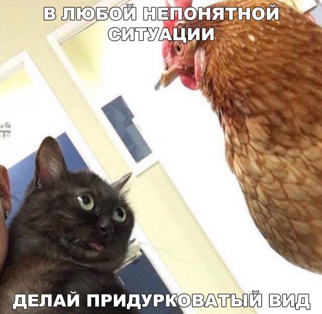 Подборка забавных животных