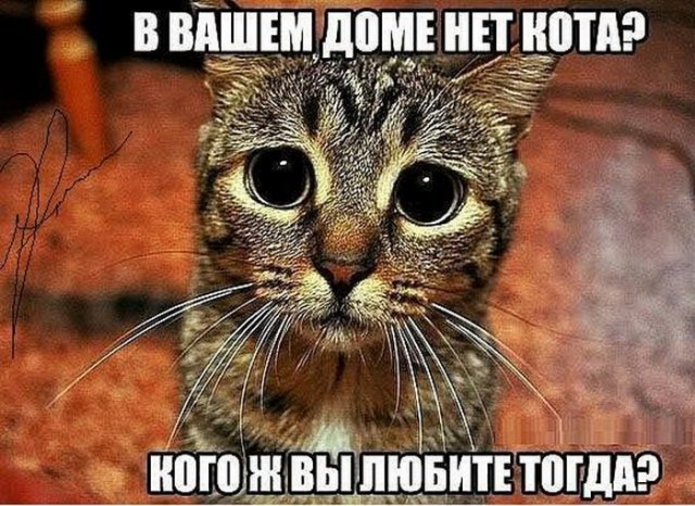 Коты и Кошки