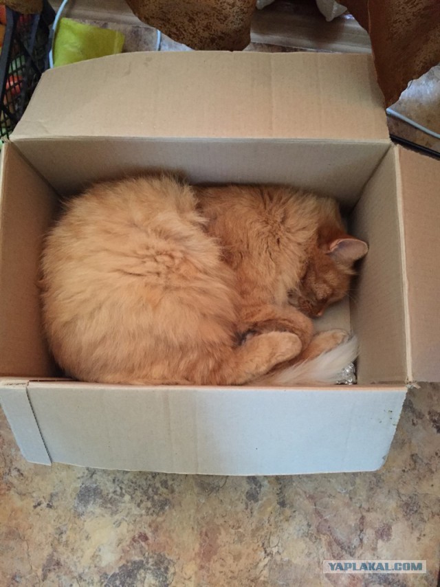 Котовторник 16.01.2018