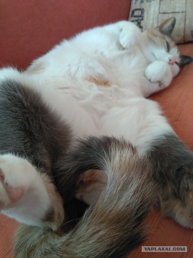 Котовторник 20.02.18