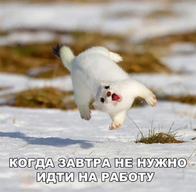 Нестандартный юмор