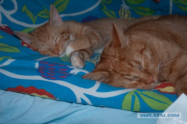 Котовторник на вторник, Котовторник