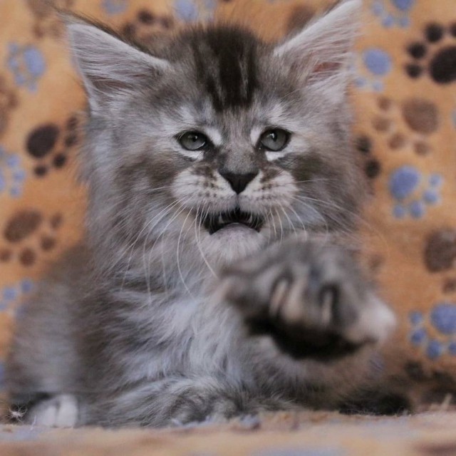 Котовторник ждали? А вот и он!