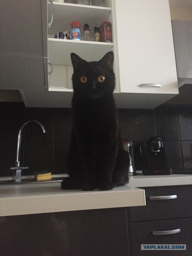 Котовторник 24.04.2018
