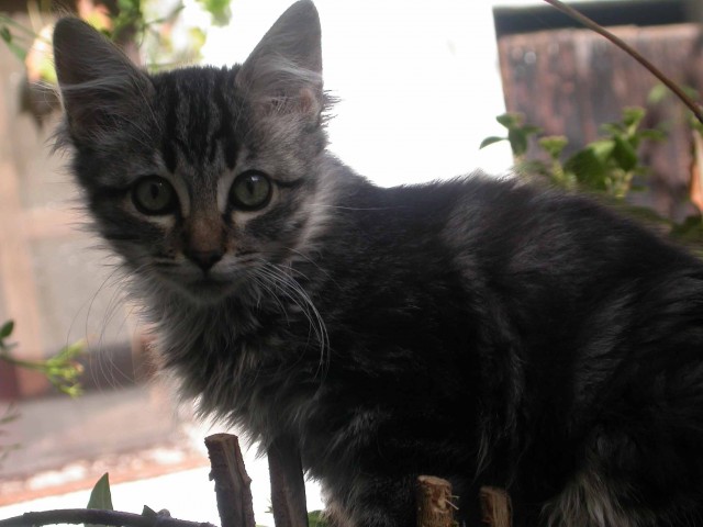 Котовторник на ЯПлакалъ