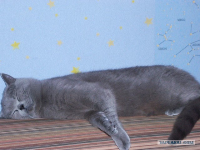 Котовторник на 31.03.2009
