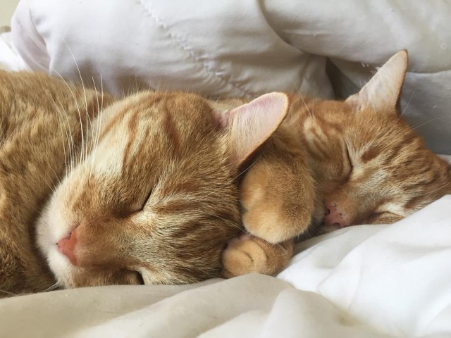 Прикольных котов пост